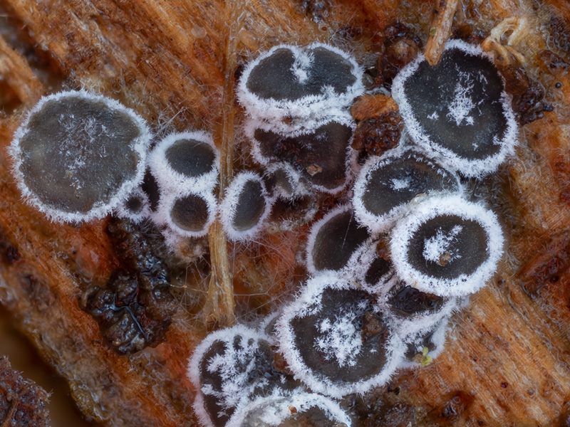 Eriopezia caesia Eriopezia caesia
